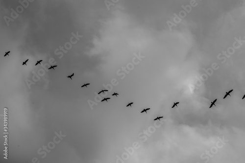 Bird flock at the beach on a cloudy day