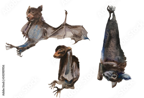 Set of watercolor baby bats and hanging upside down bat isolated on white background © nathings