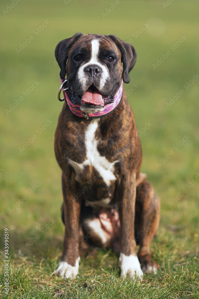 Brindle Boxer dog with natural ears sitting outdoors on a green grass wearing a soft pink collar