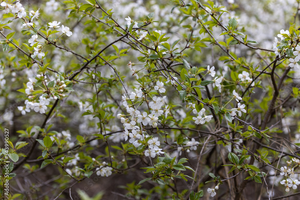 White flowers of bird cherry tree in spring. White flowers of bird cherry tree in spring.