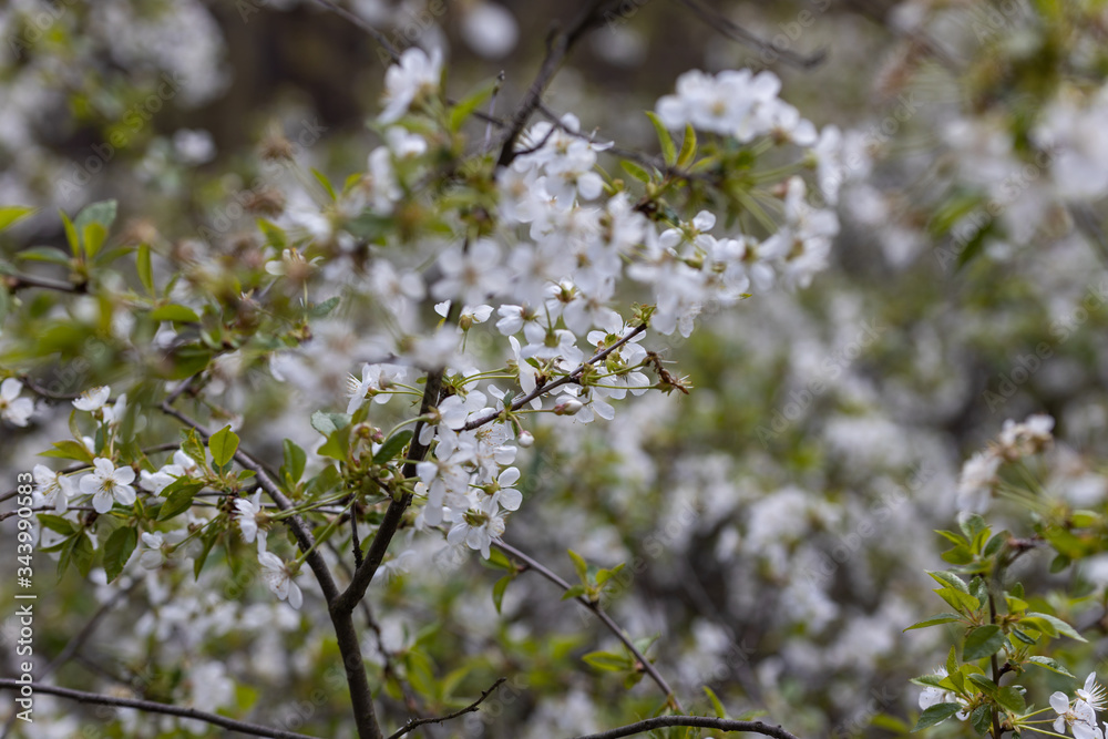 White flowers of bird cherry tree in spring. White flowers of bird cherry tree in spring.