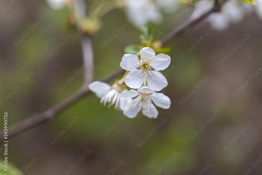 White flowers of bird cherry tree in spring.