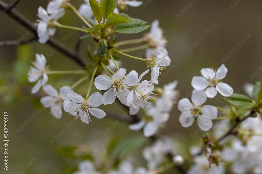 White flowers of bird cherry tree in spring. White flowers of bird cherry tree in spring.
