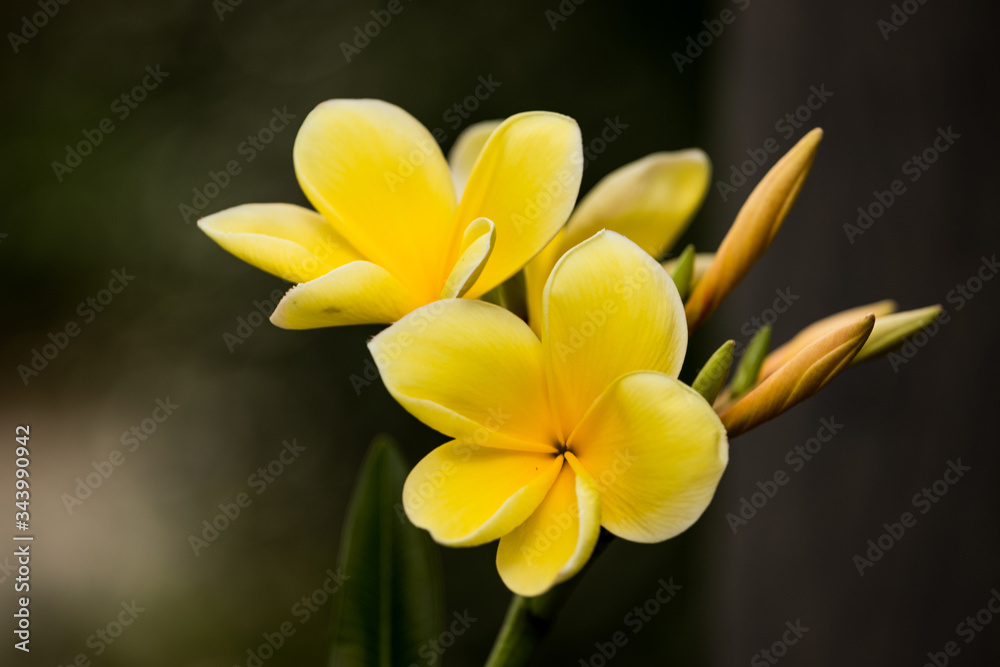 yellow plumeria flower