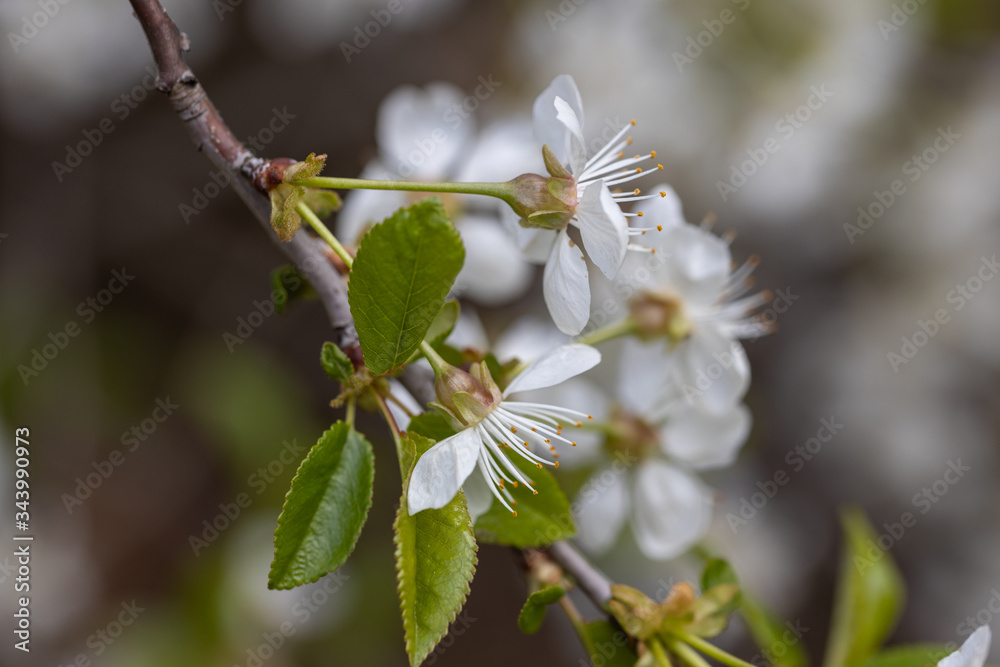 White flowers of bird cherry tree in spring. White flowers of bird cherry tree in spring.