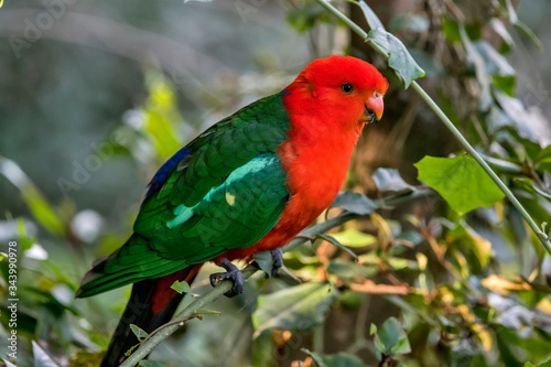 Australian king parrot photographed in South Africa. Picture made in 2019.