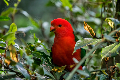 Australian king parrot photographed in South Africa. Picture made in 2019.