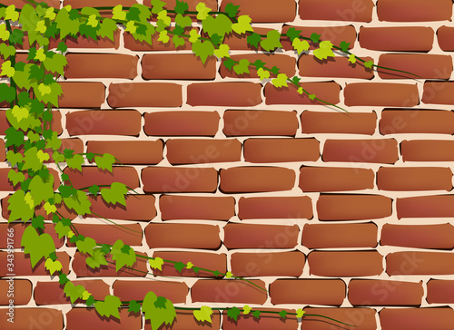 Brick wall texture and creepers plant vector