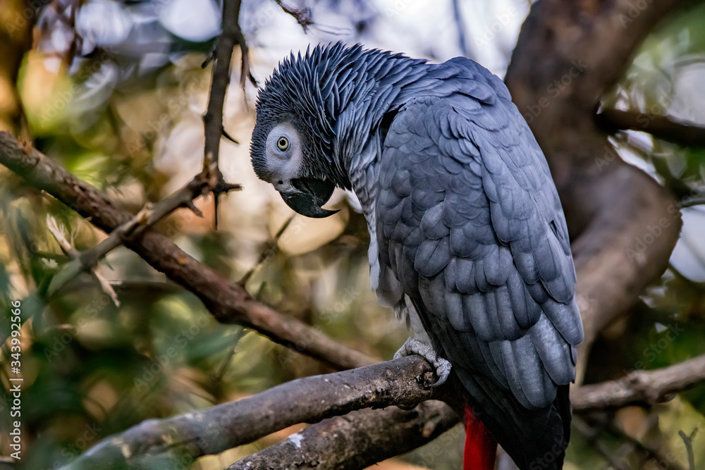 Obraz premium Grey parrot photographed in South Africa. Picture made in 2019.