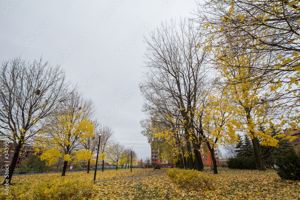 Autumn tree with yellow leaves in fall in a park of Little Burgundy district. Also called Petite Bourgogne, it's a residential bourough of Montreal, Quebec, Canada Autumn tree with yellow leaves in fall in a park of Little Burgundy district. Also called Petite Bourgogne, it's a residential bourough of Montreal, Quebec, Canada