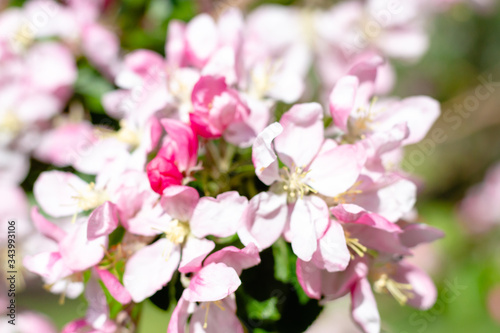 Branches with sakura flowers. Close-up © Александр Бутылов
