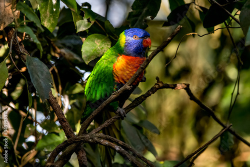 Coconut lorikeet photographed in South Africa. Picture made in 2019.