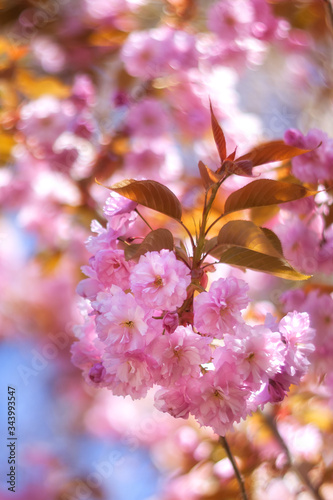 Sakura Flower or Cherry Blossom close up photo. Many blooming pink flowers on the branches of the cherry trees. Beautiful spring sakura for prints, decor, Wallpaper, posters.