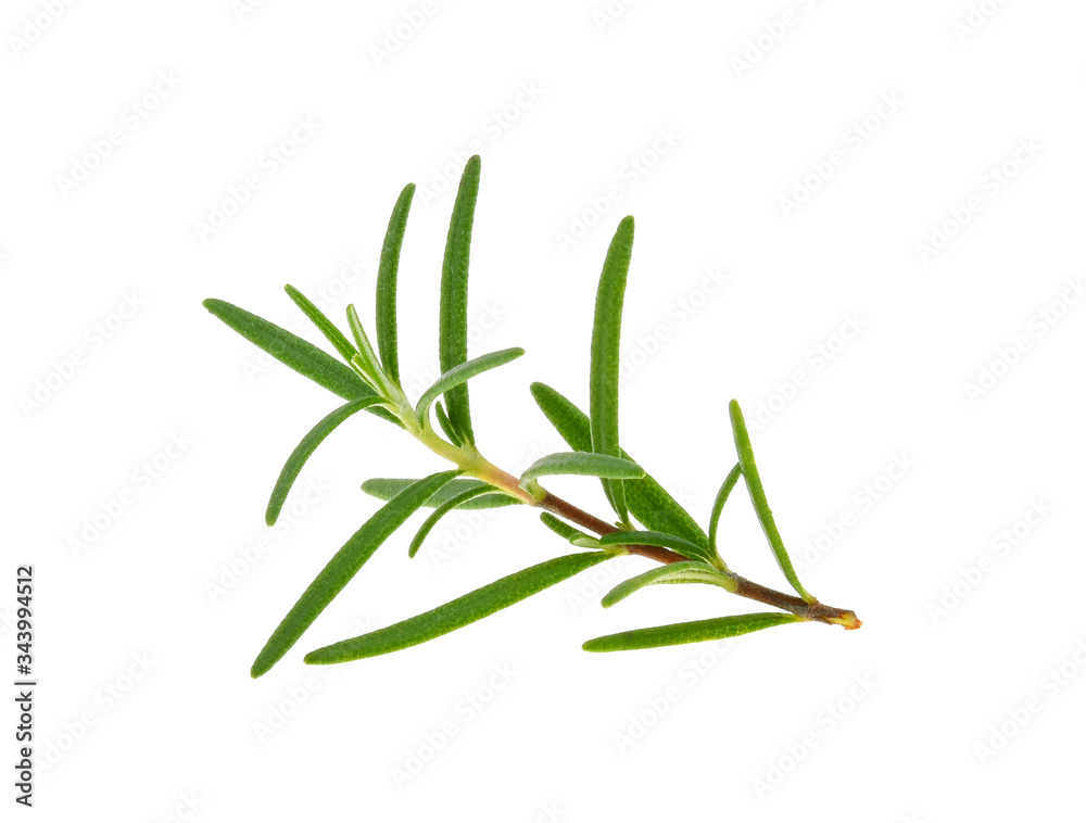 rosemary isolated on white background rosemary isolated on white background