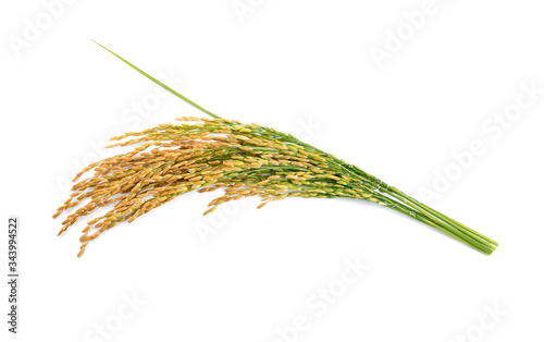 Ears of rice isolated isolated on white background
