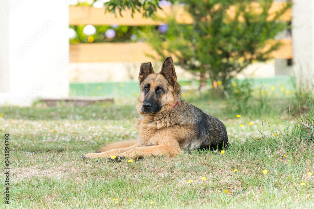 German shepherd dog with red collar, which lacks half ear posing and resting in the home garden German shepherd dog with red collar, which lacks half ear posing and resting in the home garden