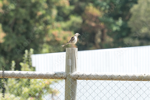 Typical Chilean bird called Tenca perched on the column of the protection of my house in Chile photo