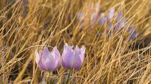 Prairie crocus wildflowers in a pasture blowing in the wind. 