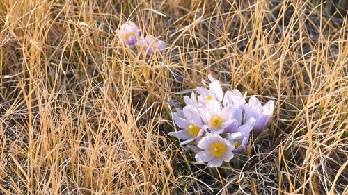 Prairie crocus wildflowers in a pasture blowing in the wind. 