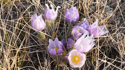Prairie crocus wildflowers in a pasture blowing in the wind. 