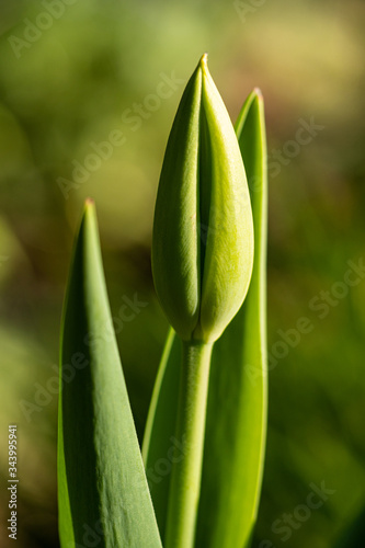 close up of one green tulip flower bud under the sun with blurry green background
