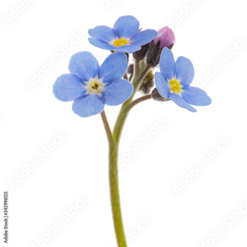 Blue flower of forget-me-not, lat. Myosotis arvensis, closeup, isolated on white background