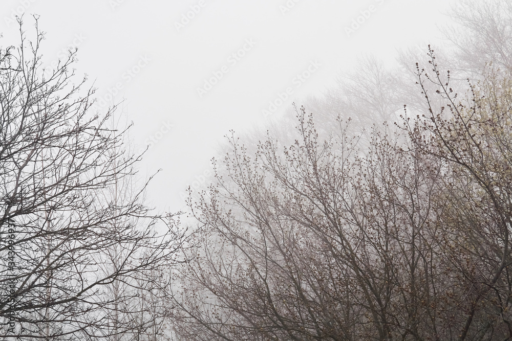 leafless tree branches are barely visible in fog in early spring leafless tree branches are barely visible in fog in early spring