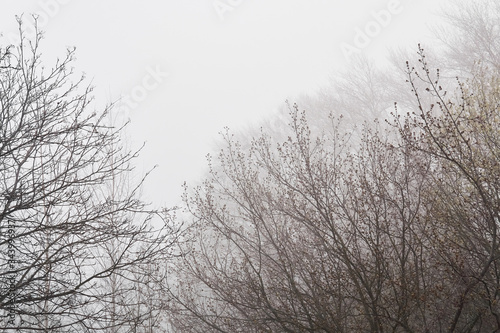 Wallpaper Mural leafless tree branches are barely visible in fog in early spring Torontodigital.ca
