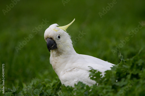 Cockatoo Portrait