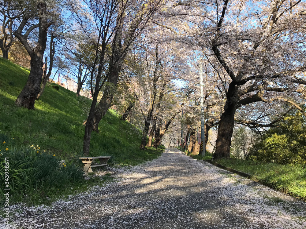 桜の散る頃