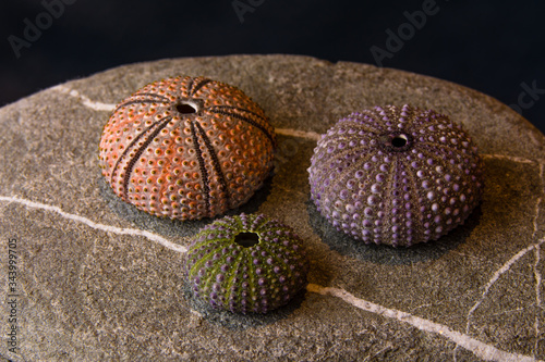 three colorful sea urchin shells on beautiful stone