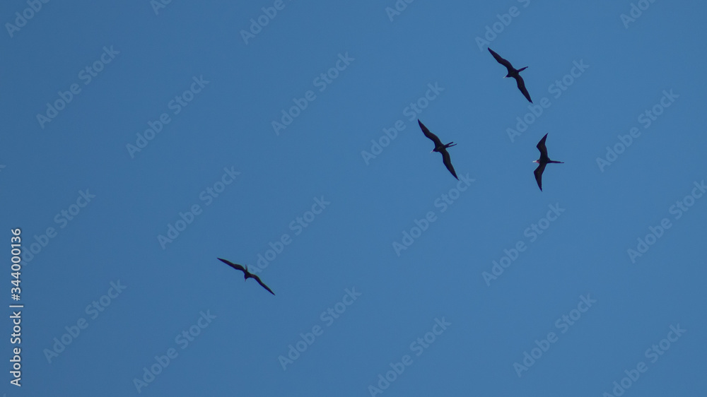 bando de pássaros voando no céu azul
