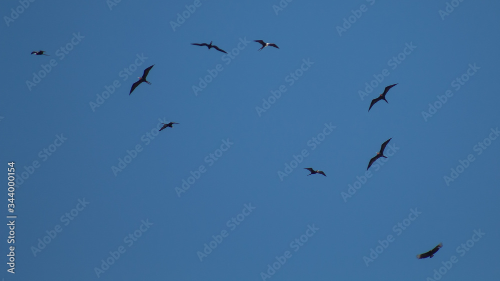 bando de pássaros voando no céu azul