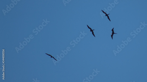 bando de pássaros voando no céu azul
