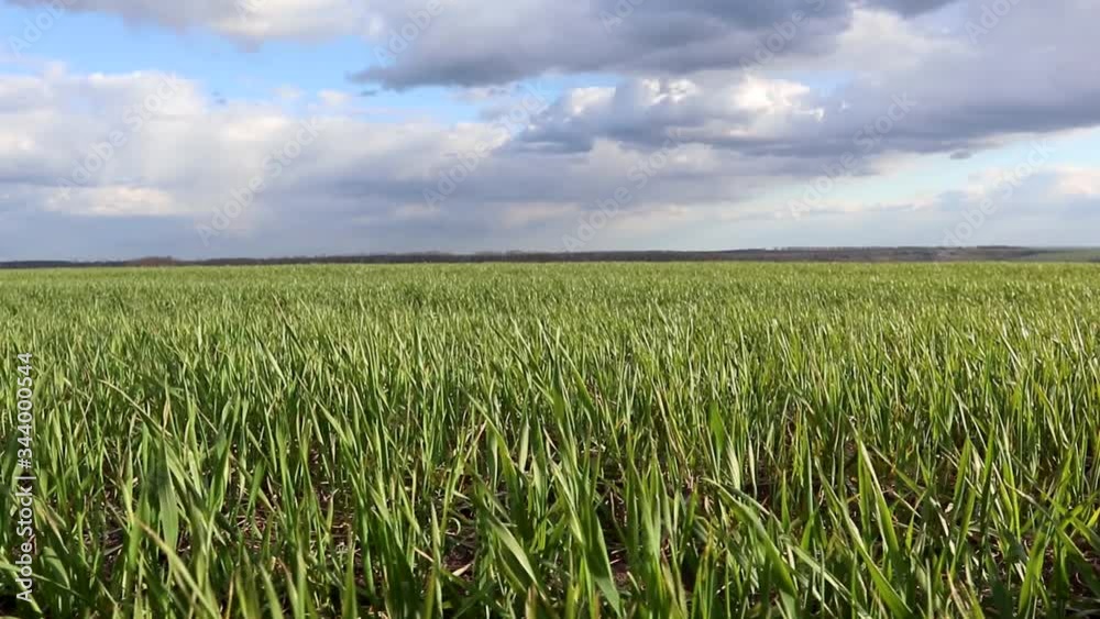 Young green wheat corn grass sprouts field on spring sunny day with clouds in countryside agriculture moving close video Young green wheat corn grass sprouts field on spring sunny day with clouds in countryside agriculture moving close video