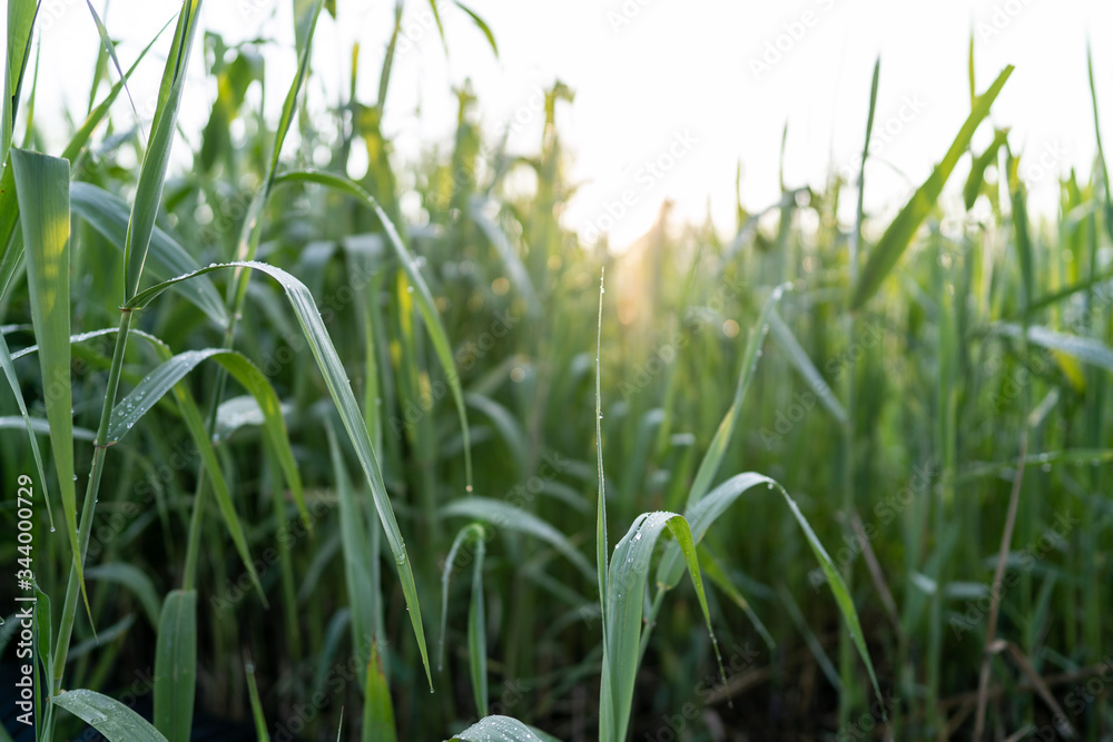 Fototapeta premium 朝5時に撮った朝露の草