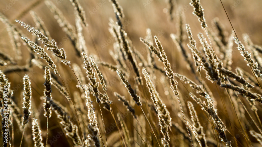 Fototapeta premium golden wheat field