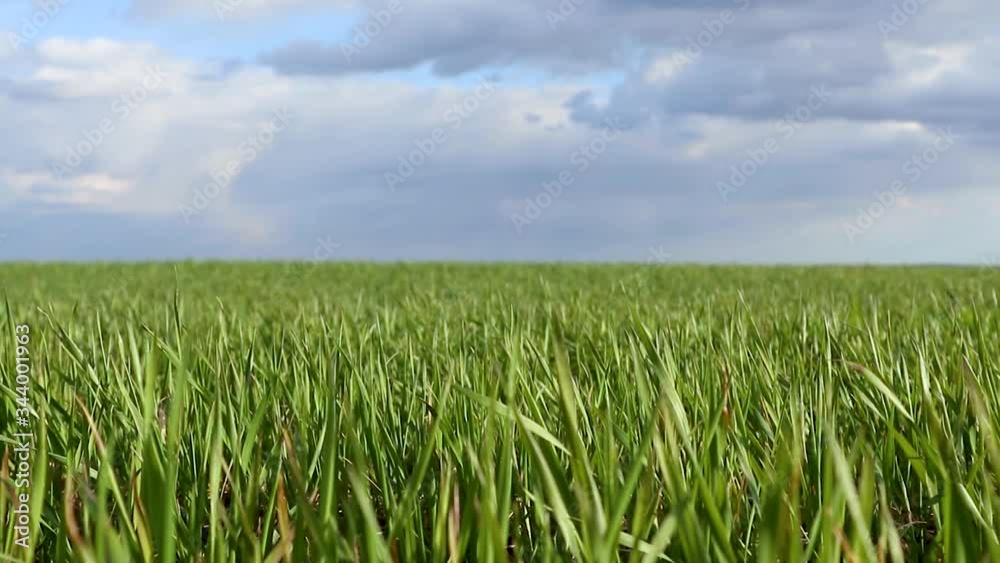 Green wheat grass sprouts field on windy day. Spring sunny day with clouds in countryside agriculture static slow motion video Green wheat grass sprouts field on windy day. Spring sunny day with clouds in countryside agriculture static slow motion video