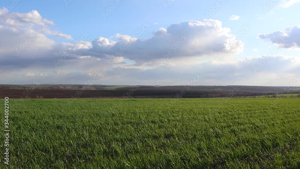 Young green wheat corn grass waving field on spring sunny day with clouds in countryside agriculture wide landscape video with sound Young green wheat corn grass waving field on spring sunny day with clouds in countryside agriculture wide landscape video with sound