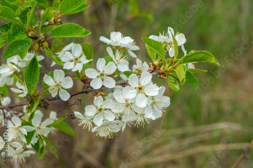 white and dense blossom on tree in spring photo