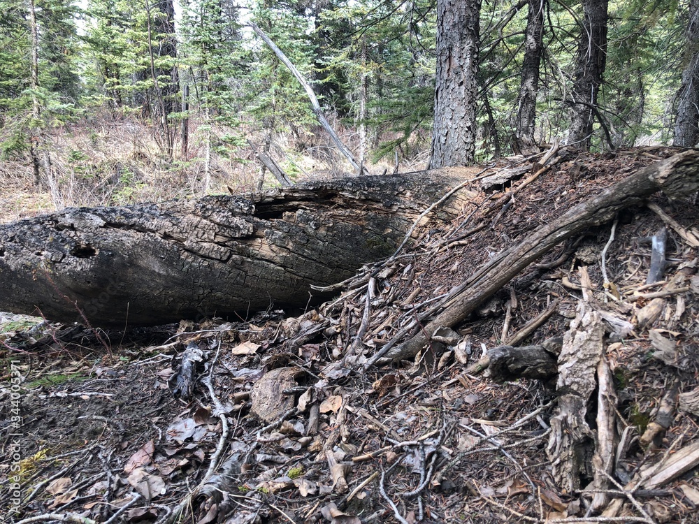 old stump in the forest old stump in the forest