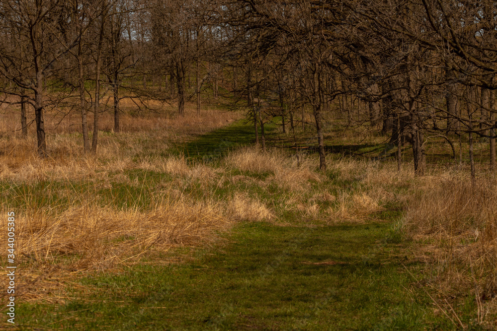 morning in the forest