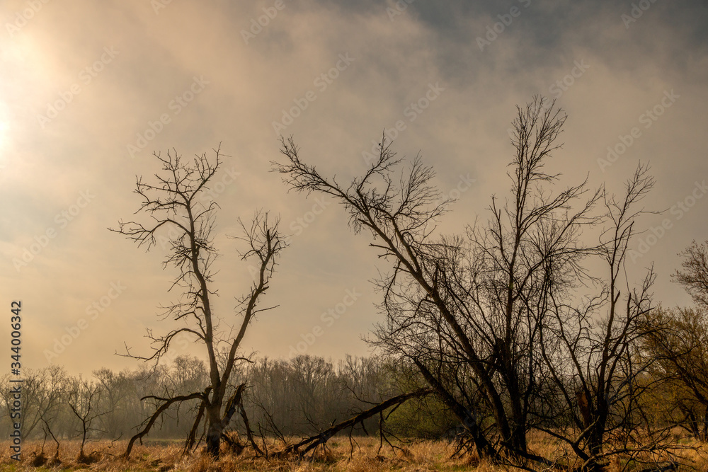 trees in the fog