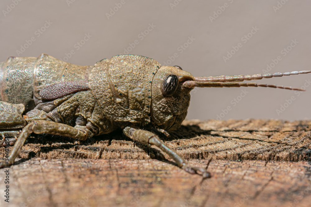 Close up of a locust head Close up of a locust head