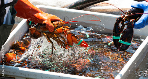 Live Maine lobsters being sorted into bins close up