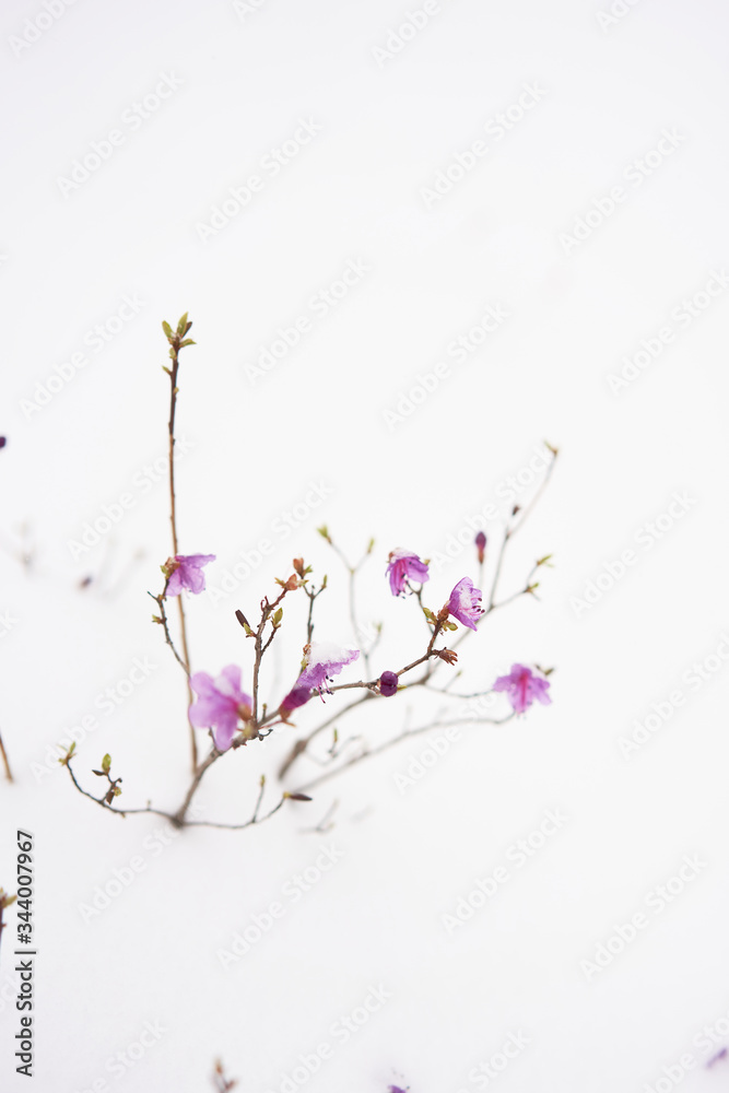 Blooming labrador tea with pink flowers Blooming labrador tea with pink flowers