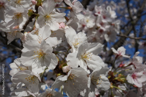 桜