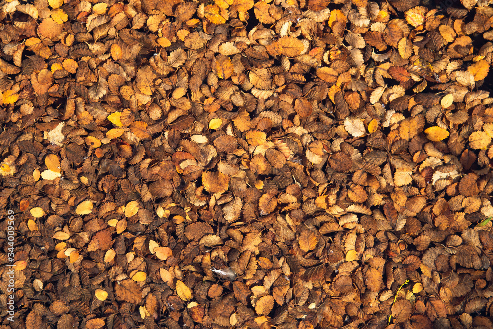background of dry leaves background of dry leaves