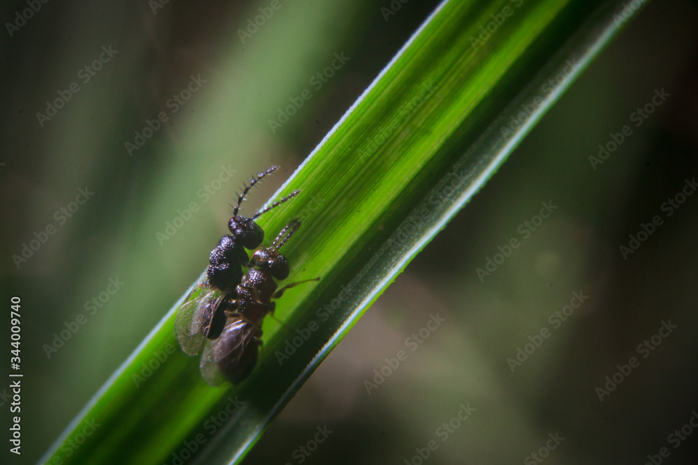 Macro insects on the leaves Macro insects on the leaves