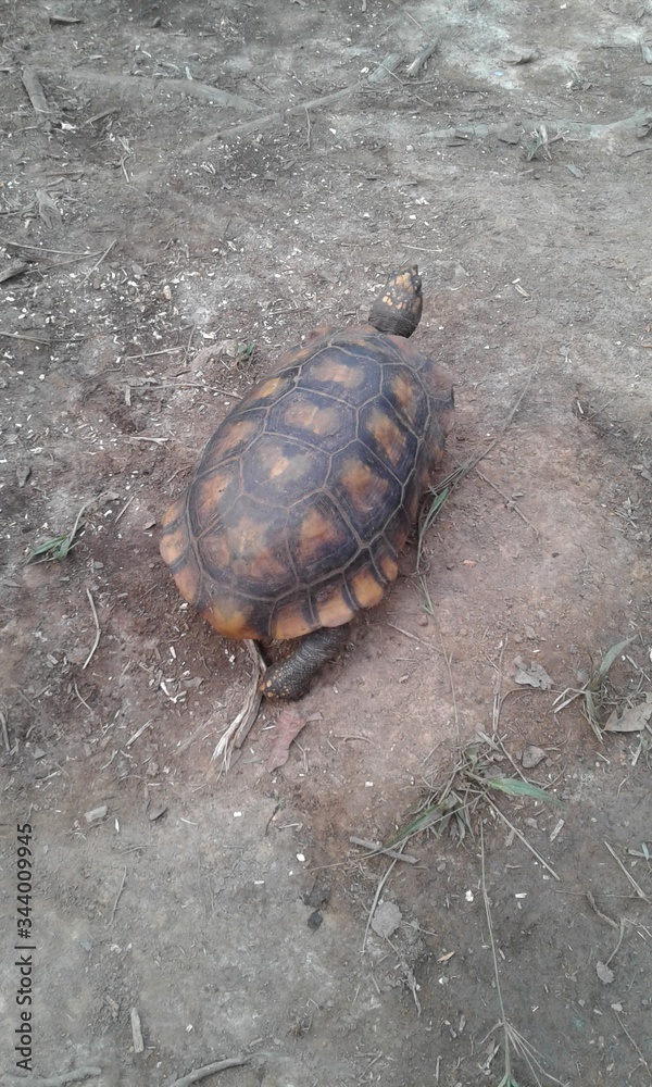 Obraz premium turtle on the jungle